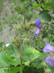 Geranium platypetalum