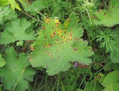 Geranium platypetalum