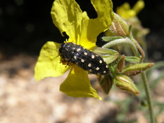 Acmaeotethya
