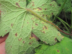 Geranium platypetalum
