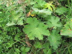 Geranium platypetalum