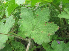 Geranium platypetalum