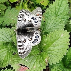 Parnassius hardwickii