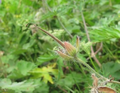 Geranium platypetalum