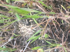 Microseris douglasii