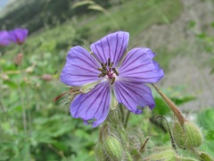 Geranium platypetalum