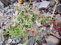 Atriplex gmelinii