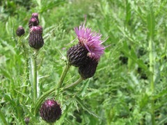 Cirsium uliginosum
