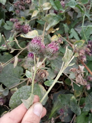 Arctium × ambiguum