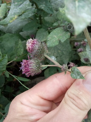 Arctium × ambiguum