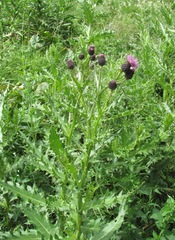 Cirsium uliginosum