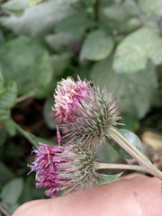 Arctium × ambiguum