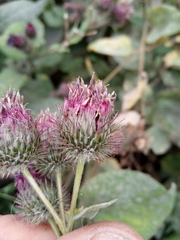 Arctium × ambiguum