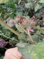 Arctium × ambiguum