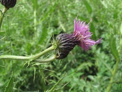 Cirsium uliginosum
