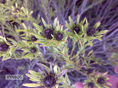 Leucadendron lanigerum lanigerum