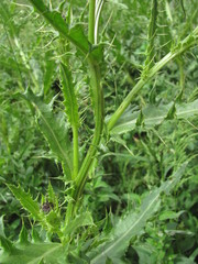 Cirsium uliginosum