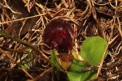 Corybas recurvus