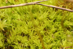 Trichostomum eckelianum