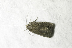 Athetiina