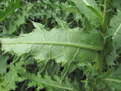 Cirsium uliginosum