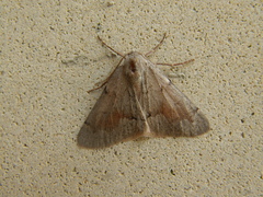 Adalbertia castiliaria