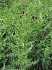 Cirsium uliginosum