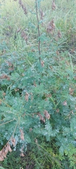 Astragalus propinquus