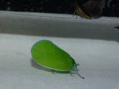 Flatida viridula