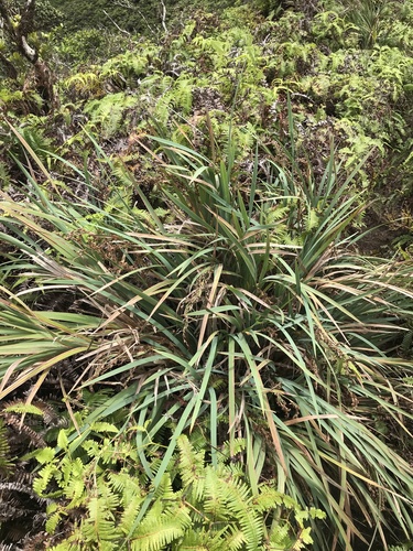 Machaerina mariscoides observed 2021-08-15