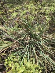 Machaerina mariscoides