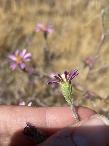 iNaturalist observation photo of California Aster