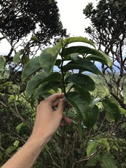 Antidesma platyphyllum