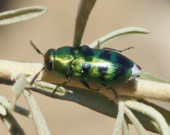 Knowltonia calida