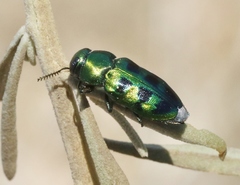 Knowltonia calida