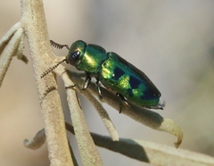Knowltonia calida