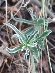 Convolvulus cantabrica