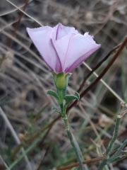 Convolvulus cantabrica