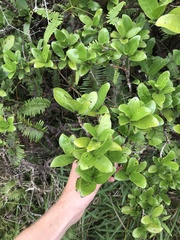 Kadua