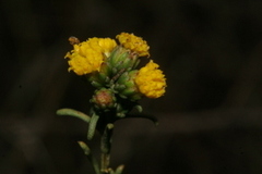 Marasmodes fasciculata