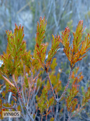 Diastella proteoides