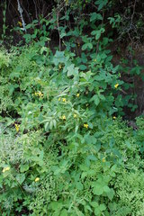 Argyrolobium tomentosum