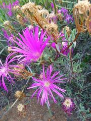 Lampranthus haworthii