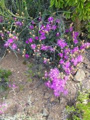 Lampranthus haworthii