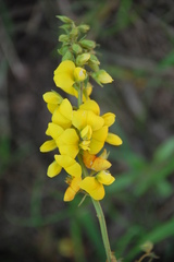 Argyrolobium tomentosum