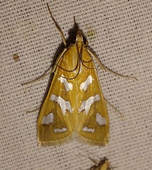 Diastictis