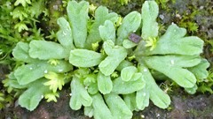 Riccia subbifurca