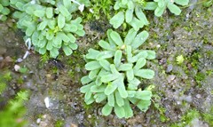 Riccia subbifurca
