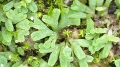 Riccia subbifurca