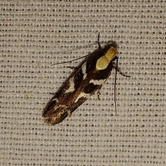 Filatima